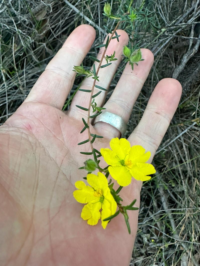 Hibbertia puberula photo 4