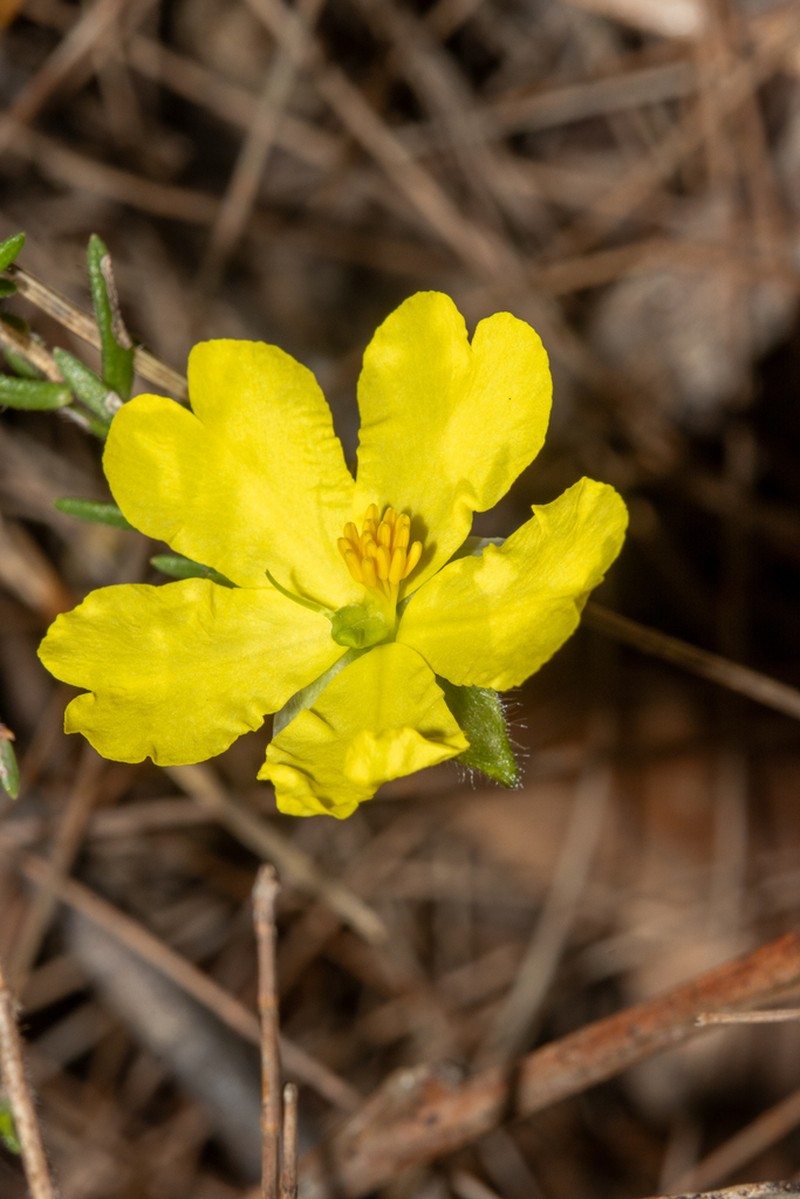 Hibbertia puberula photo 5