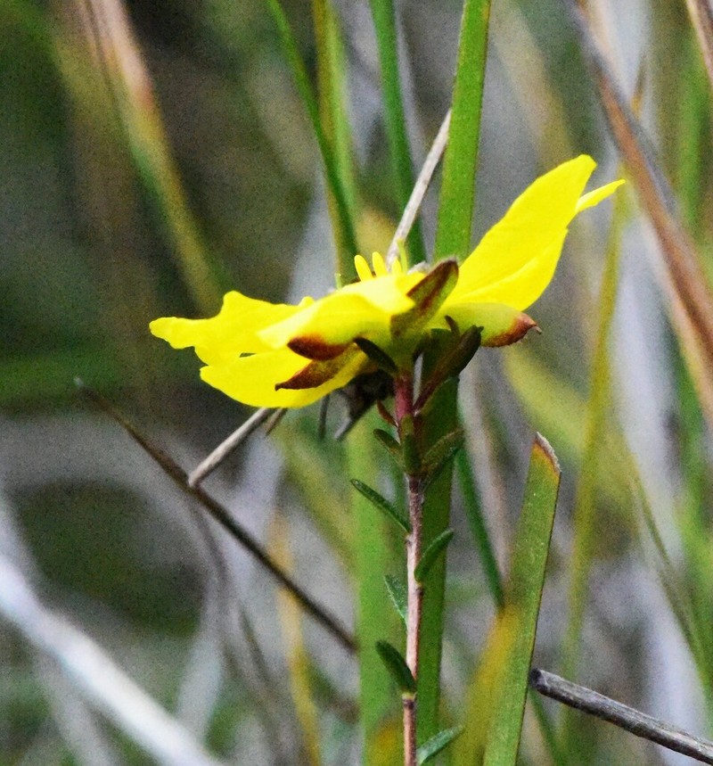 Hibbertia puberula photo 6