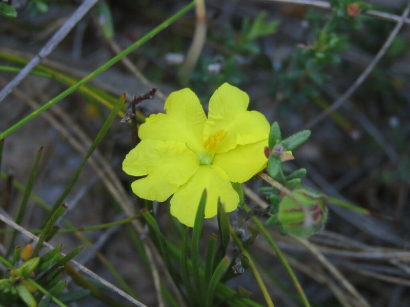 Hibbertia puberula photo 7