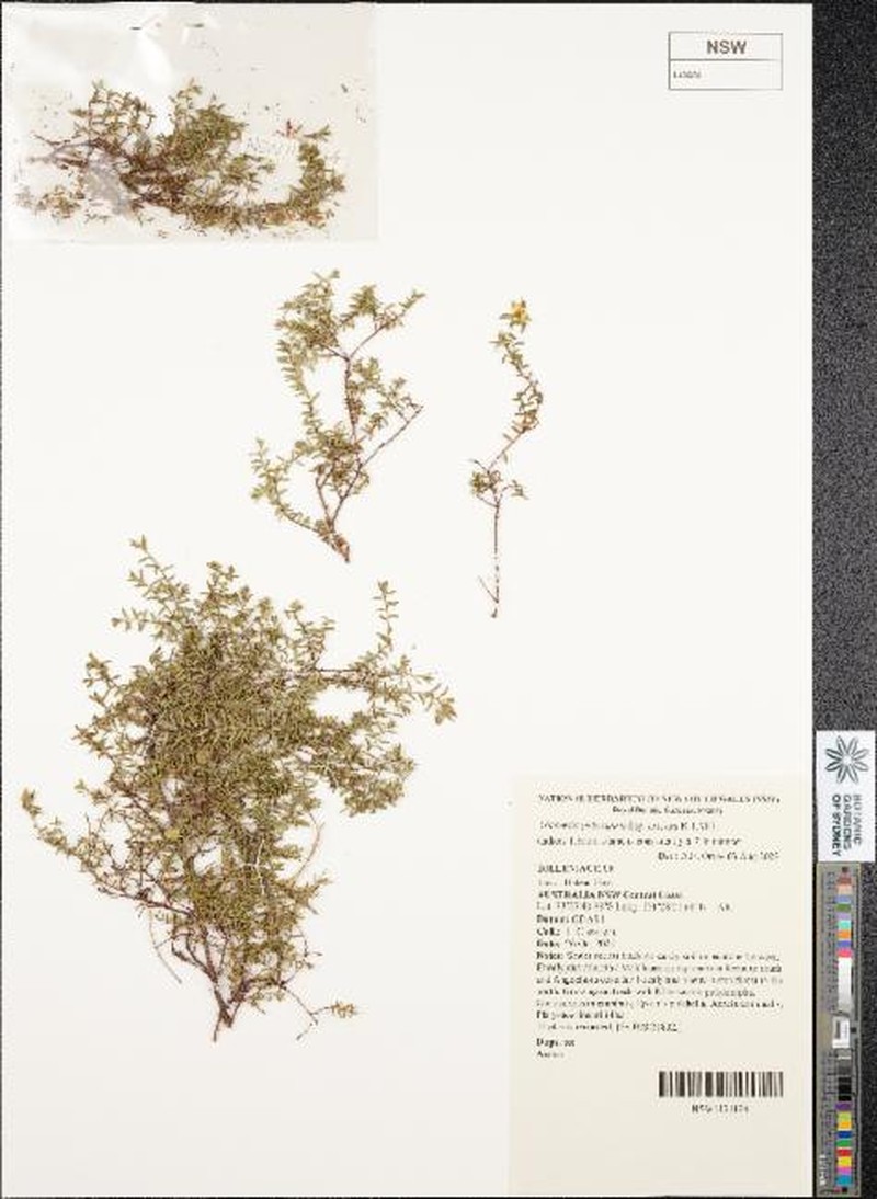 Hibbertia puberula subsp. extensa