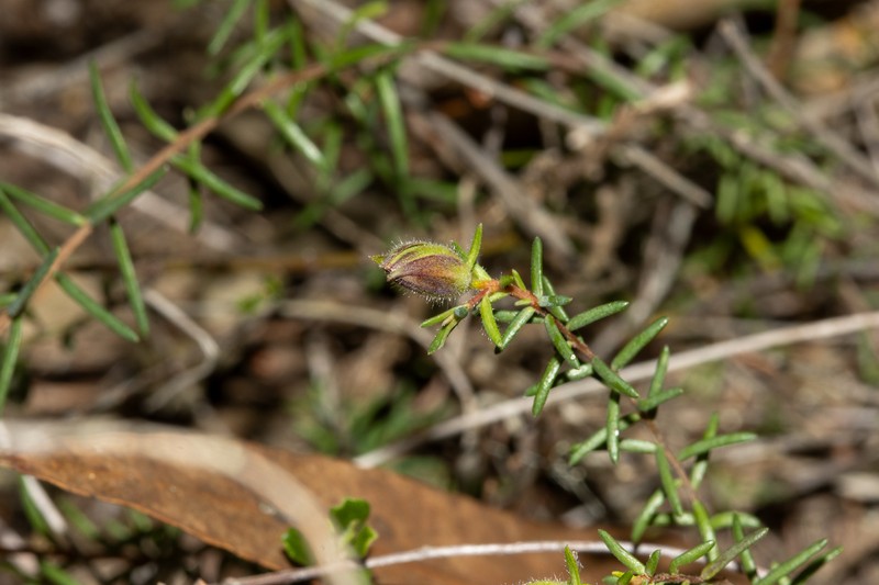 Hibbertia puberula subsp. glabrescens