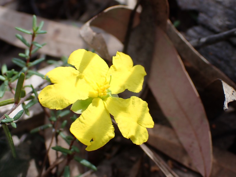 Hibbertia puberula subsp. glabrescens photo 2