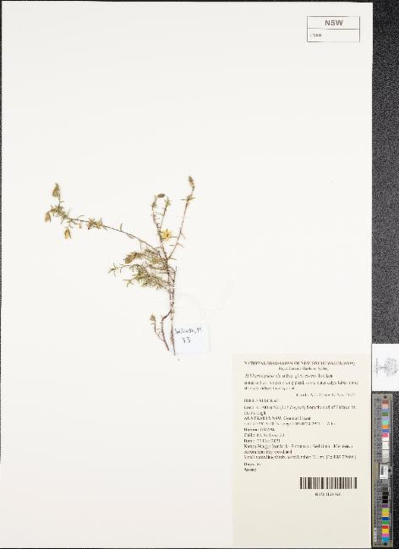 Hibbertia puberula subsp. glabrescens photo 3