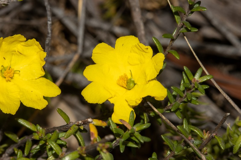 Hibbertia puberula subsp. puberula
