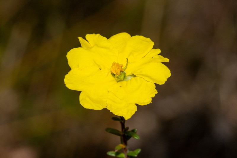 Hibbertia puberula subsp. puberula photo 2