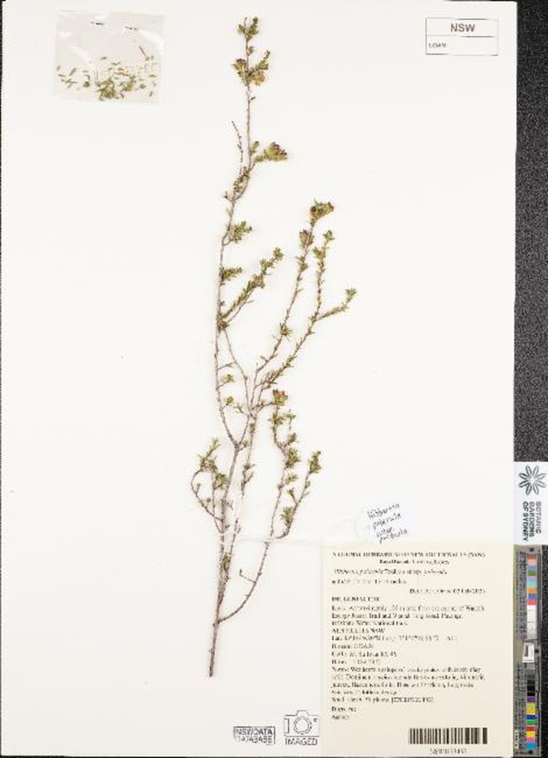 Hibbertia puberula subsp. puberula photo 3