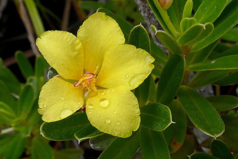 Hibbertia pulchella