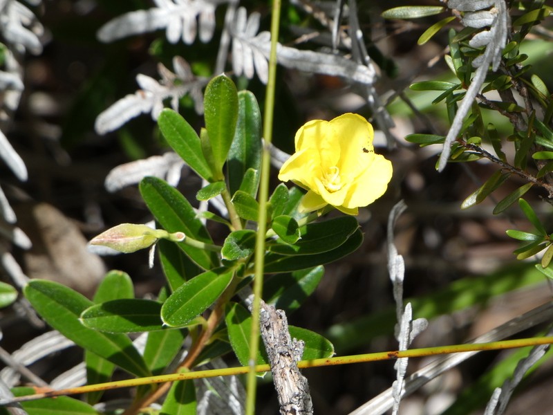 Hibbertia pulchella photo 2