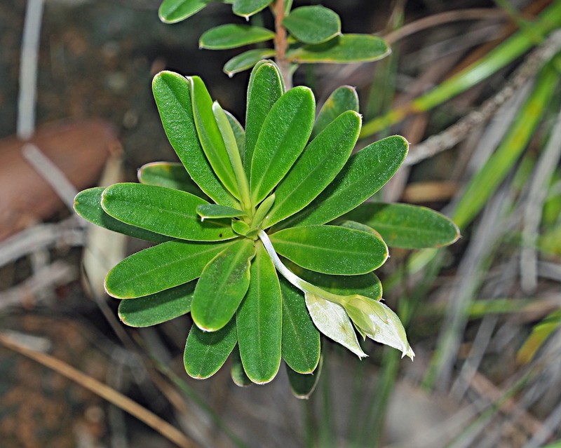 Hibbertia pulchella photo 3