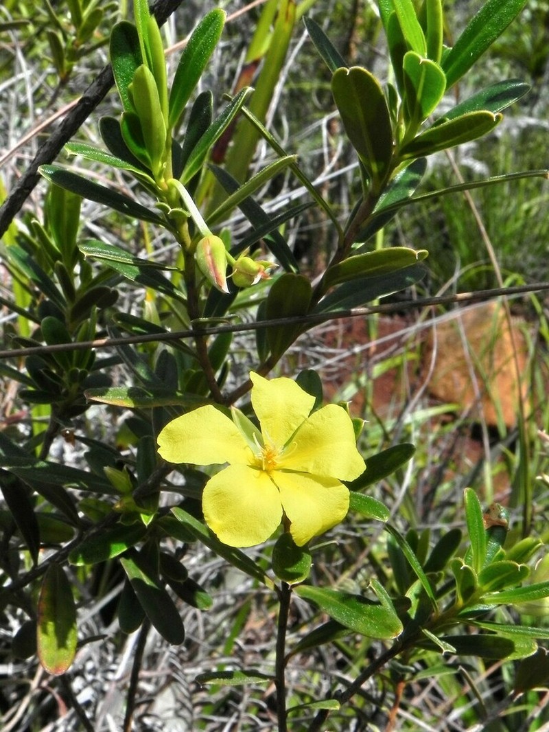 Hibbertia pulchella photo 4