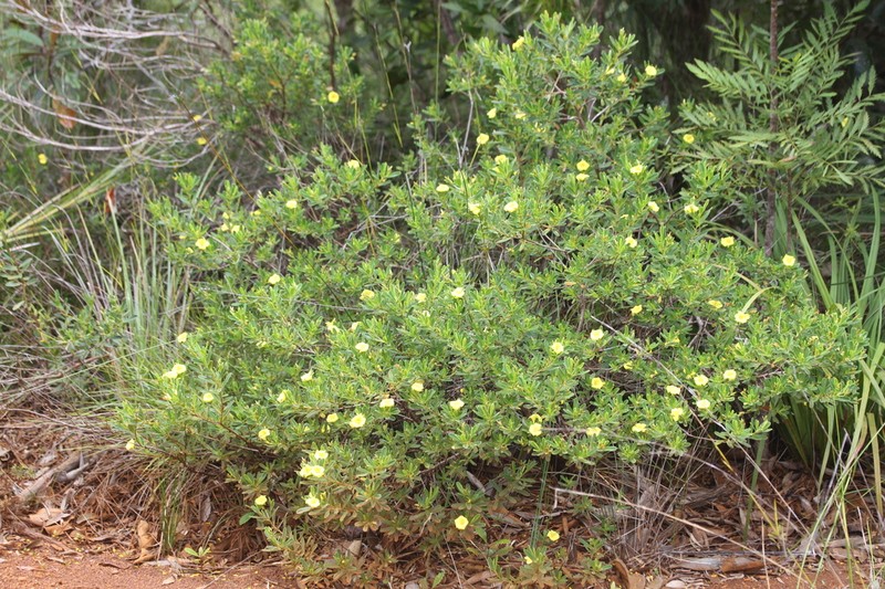 Hibbertia pulchella photo 5