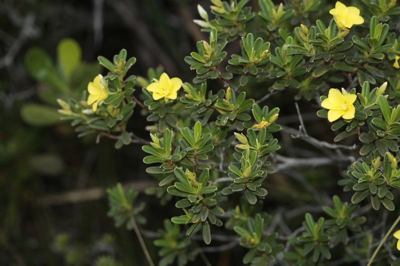 Hibbertia pulchella photo 6