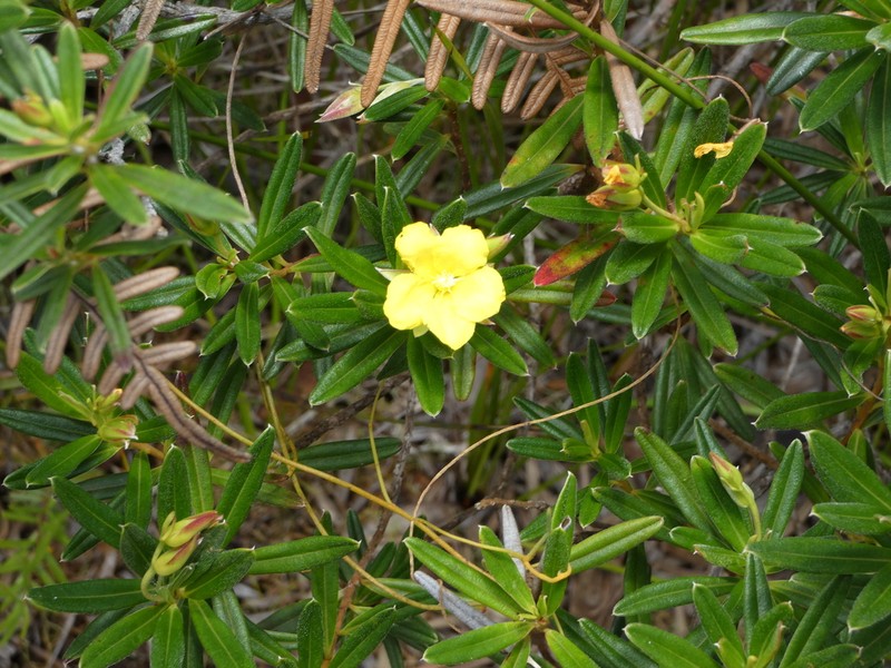 Hibbertia pulchella photo 7