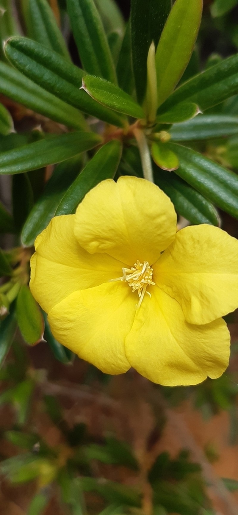 Hibbertia pulchella photo 8