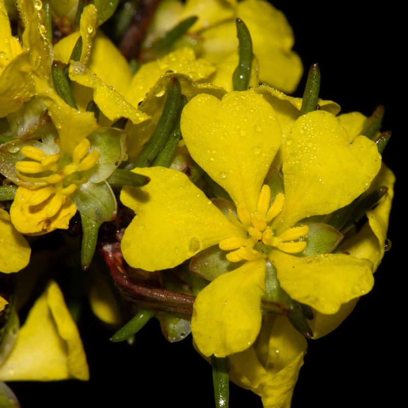 Hibbertia pulchra
