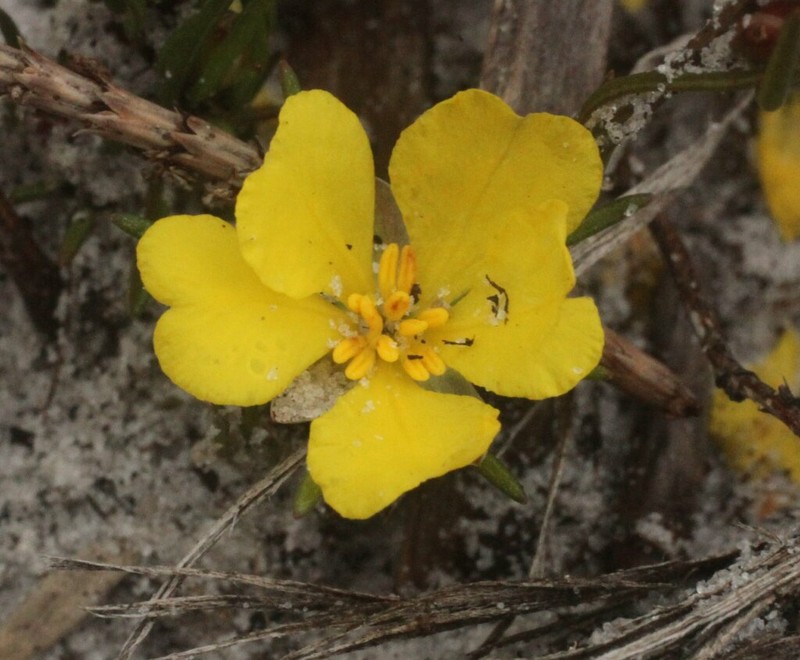 Hibbertia pulchra photo 2