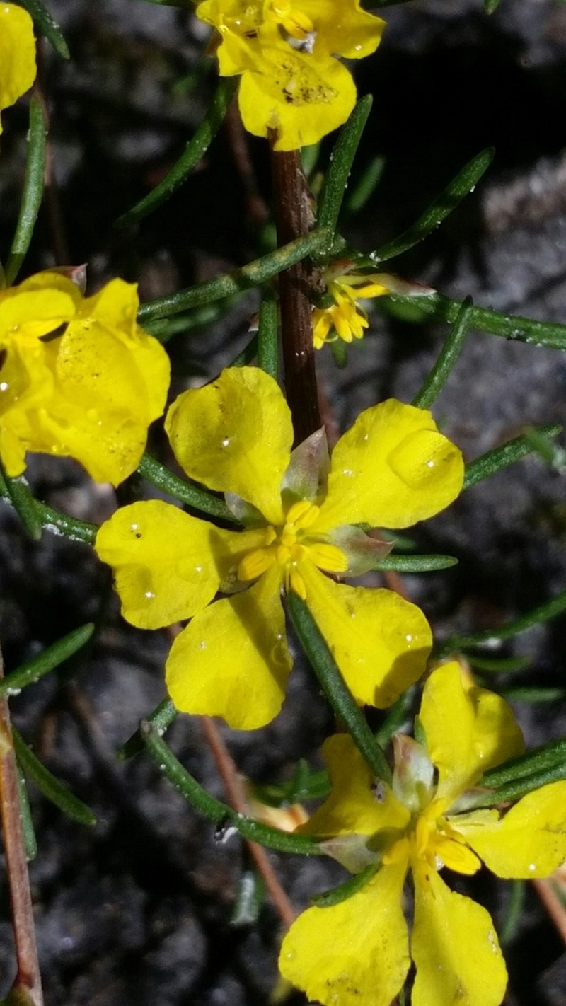 Hibbertia pulchra photo 3