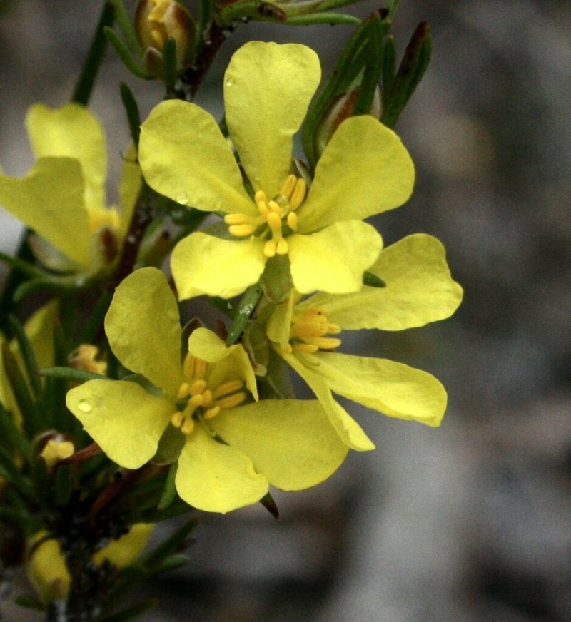 Hibbertia pulchra photo 4