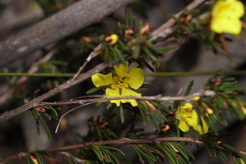 Hibbertia pulchra photo 5