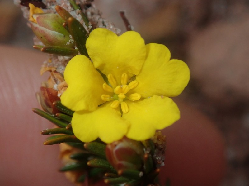 Hibbertia pulchra photo 6