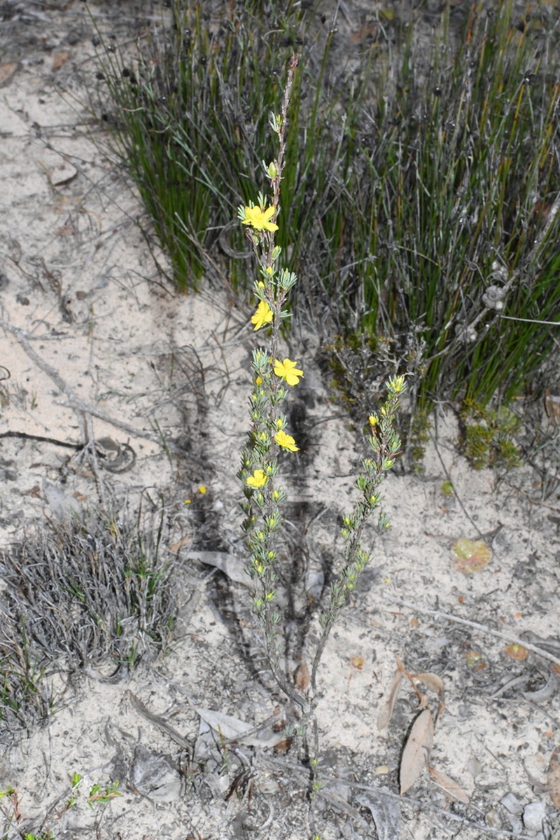Hibbertia pulchra photo 7