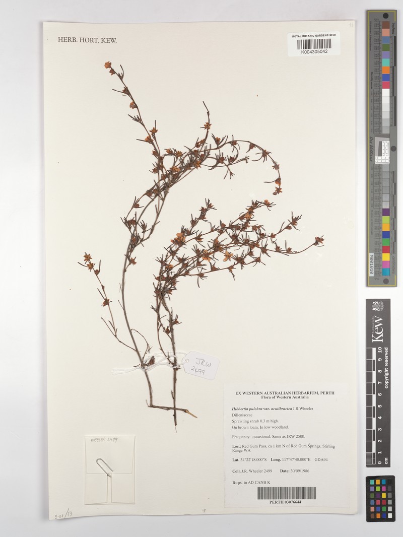 Hibbertia pulchra var. acutibractea