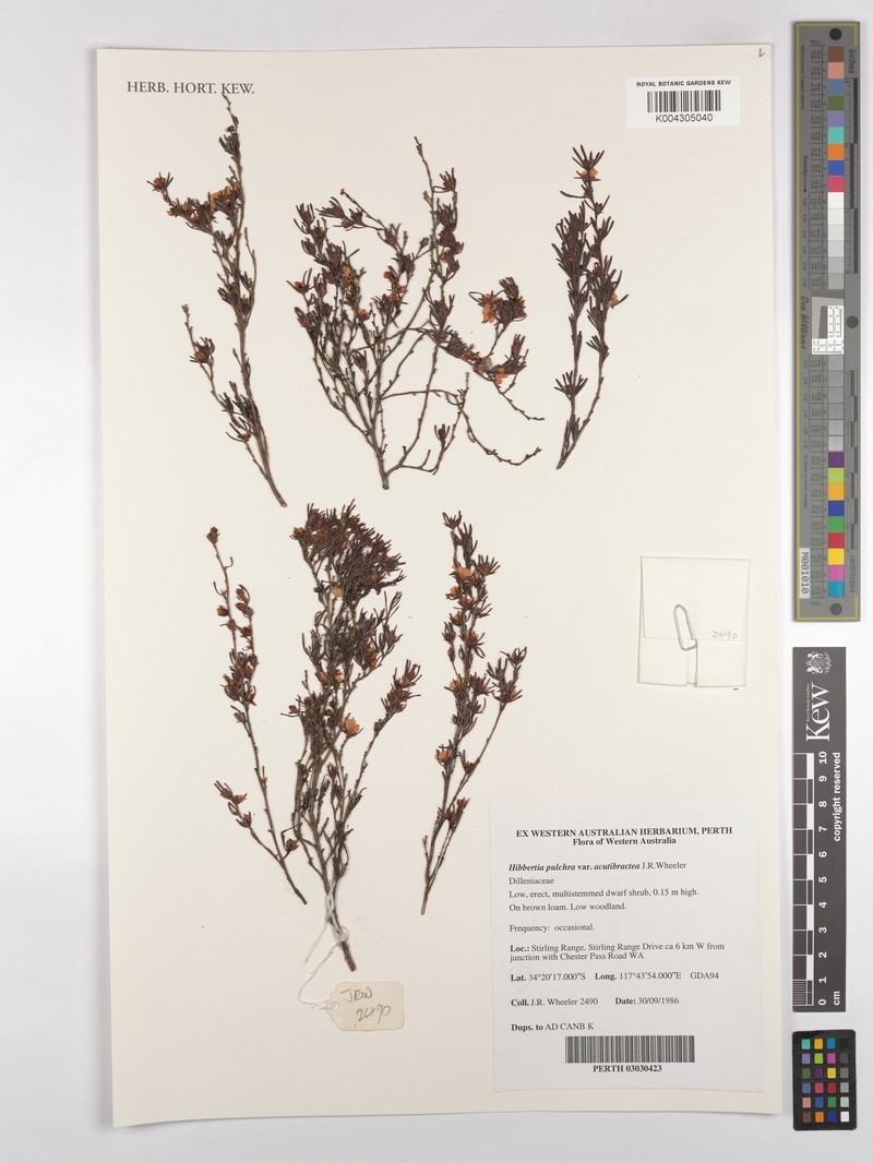 Hibbertia pulchra var. acutibractea photo 3