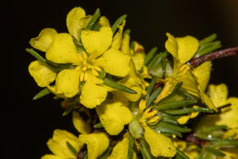 Hibbertia pulchra var. crassinervia photo 2
