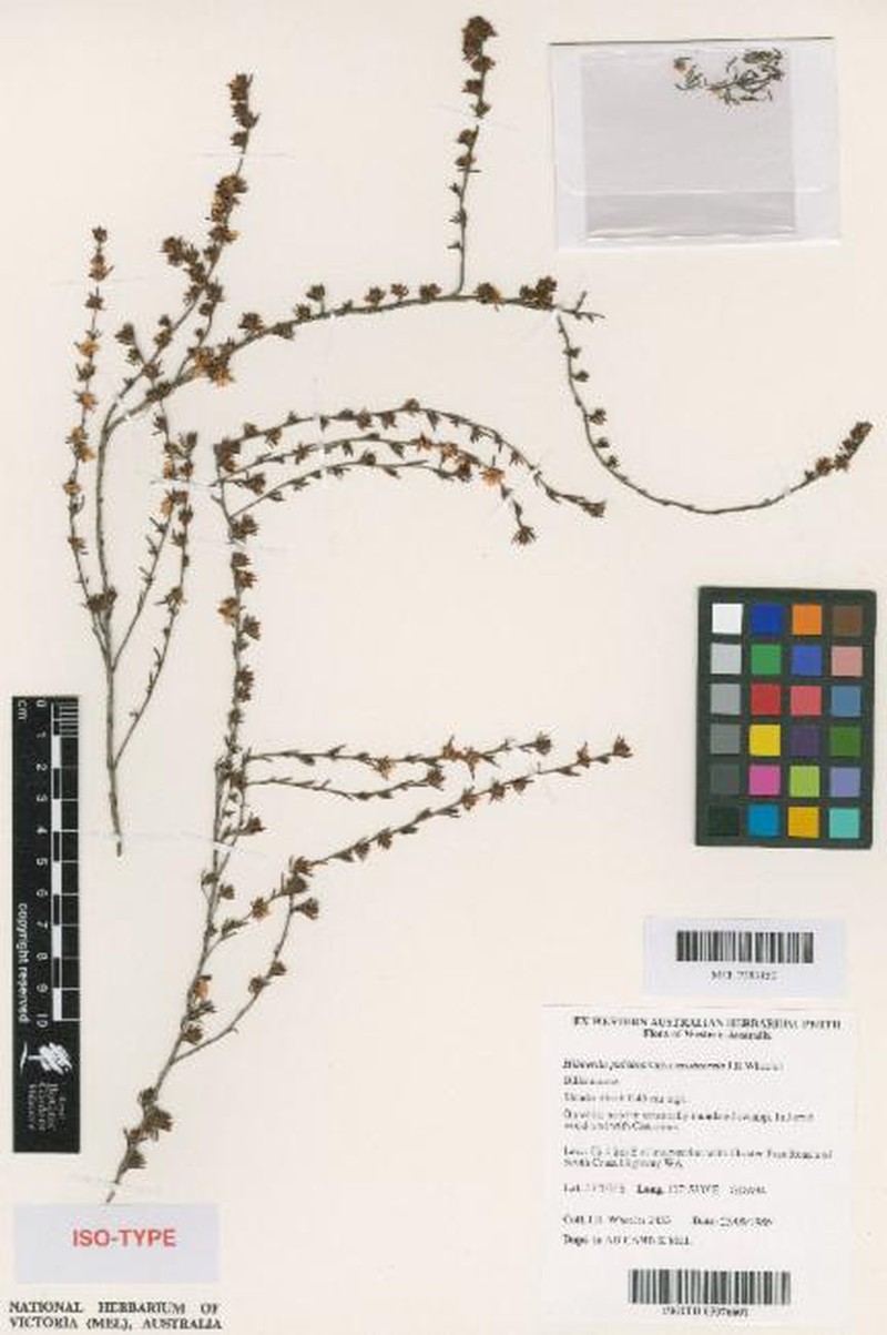 Hibbertia pulchra var. crassinervia photo 4