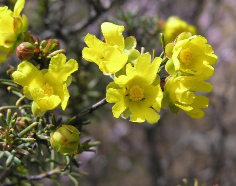 Hibbertia pungens