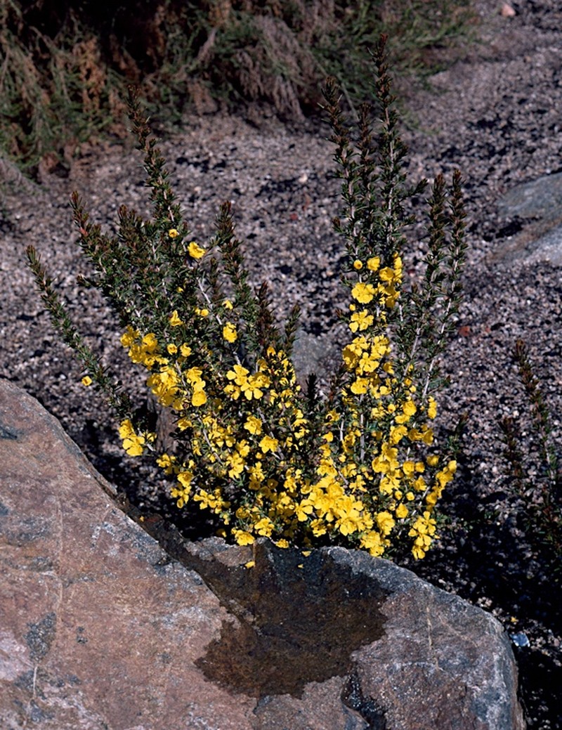 Hibbertia pungens photo 2