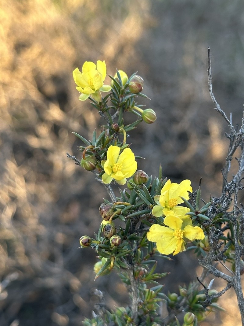 Hibbertia pungens photo 3