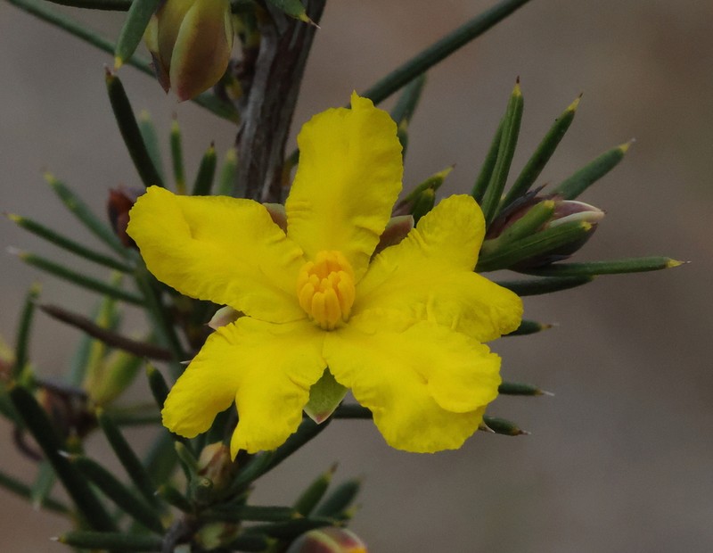 Hibbertia pungens photo 4