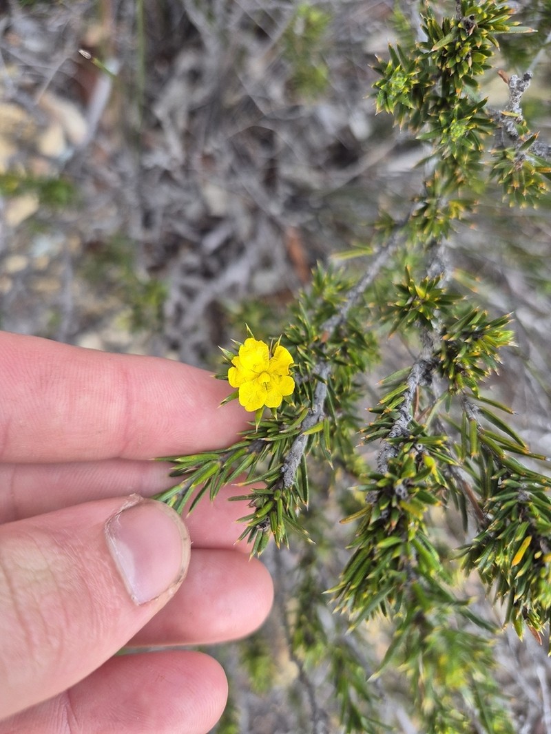 Hibbertia pungens photo 5