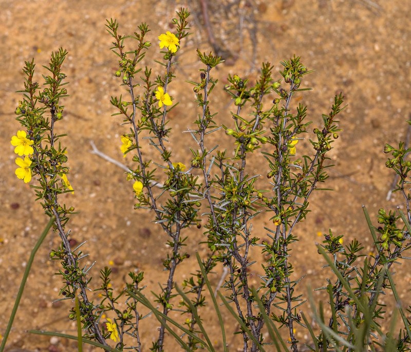 Hibbertia pungens photo 6