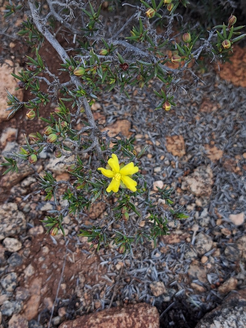 Hibbertia pungens photo 7