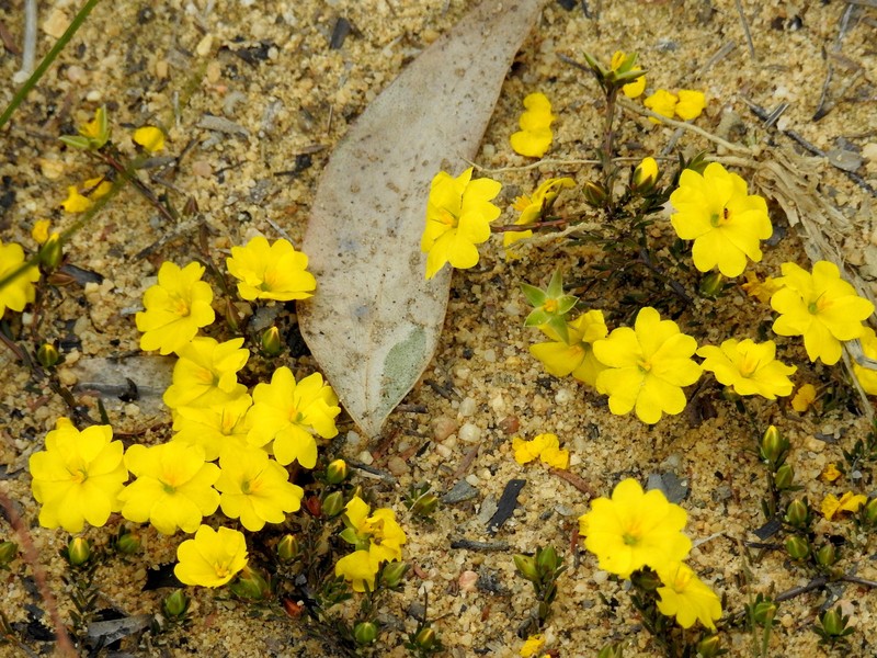 Hibbertia pustulata photo 2