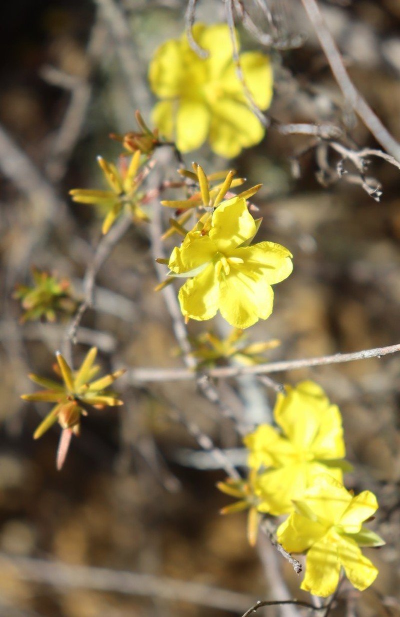 Hibbertia pustulata photo 3