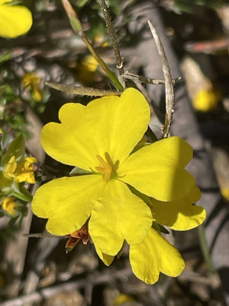 Hibbertia pustulata photo 4