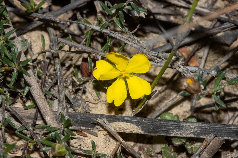 Hibbertia pustulata photo 5