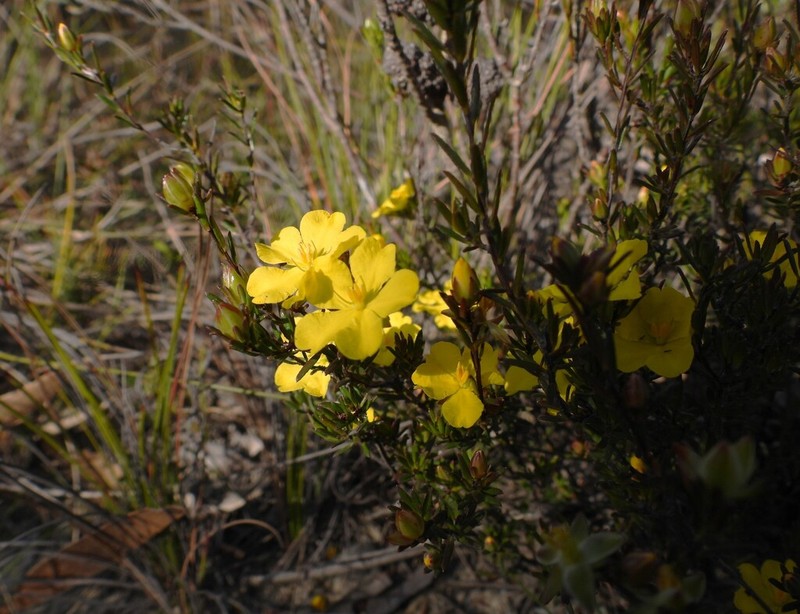 Hibbertia pustulata photo 6