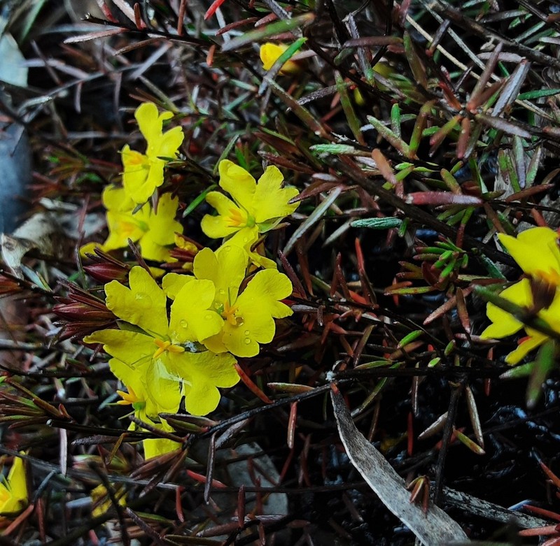 Hibbertia pustulata photo 7