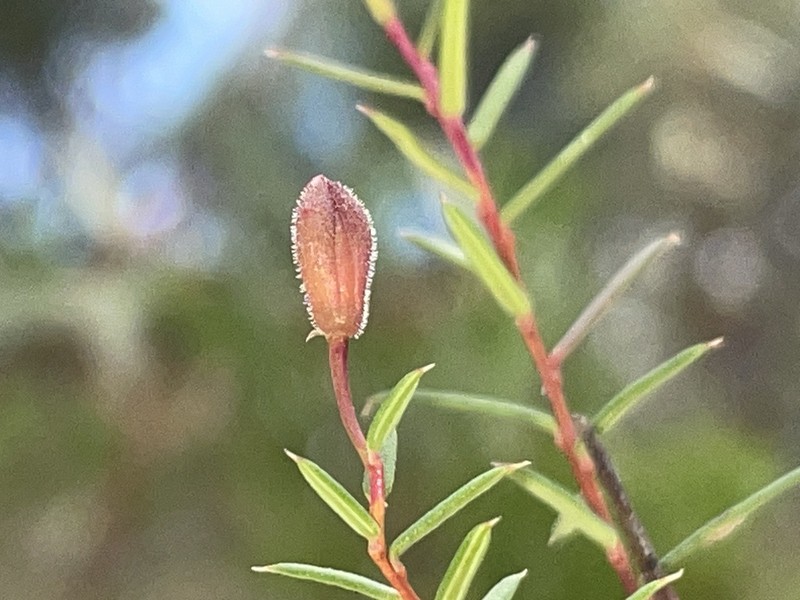 Hibbertia pustulifolia