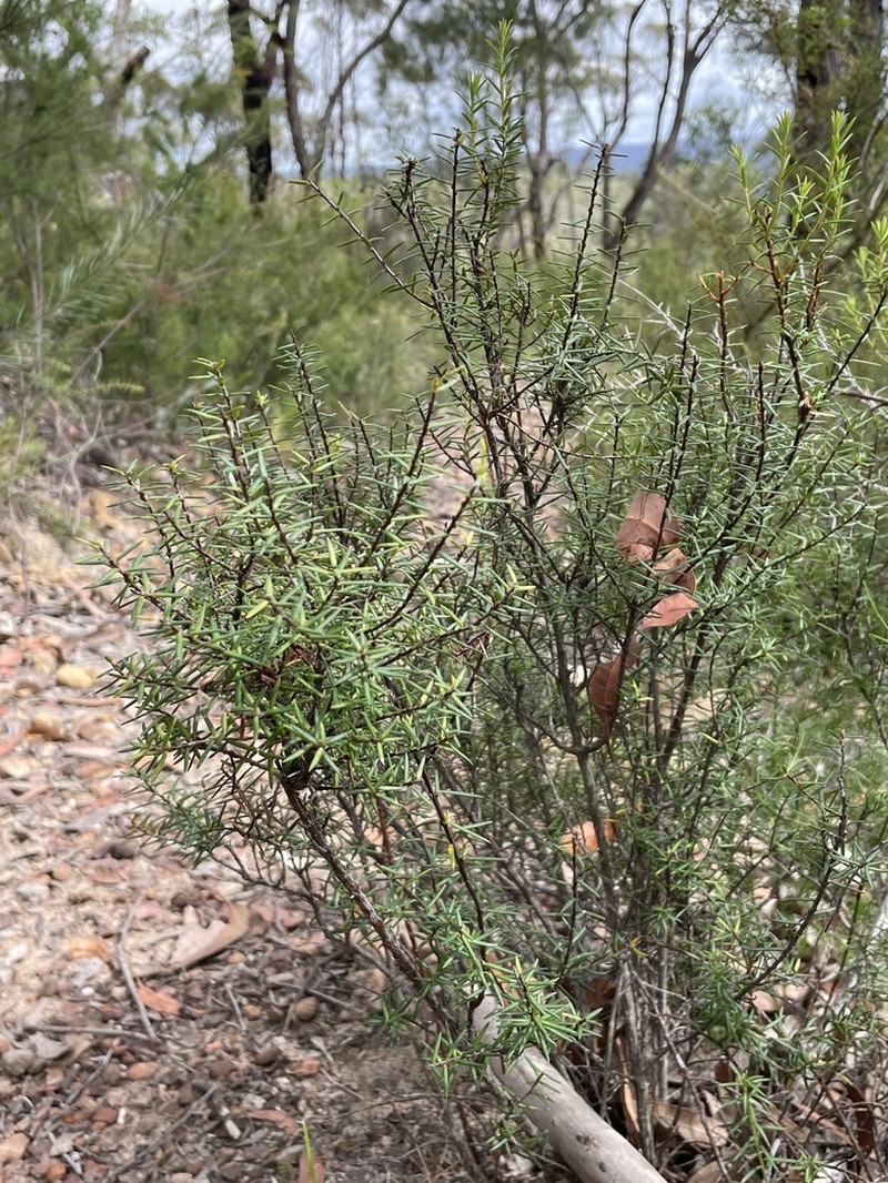 Hibbertia pustulifolia photo 2