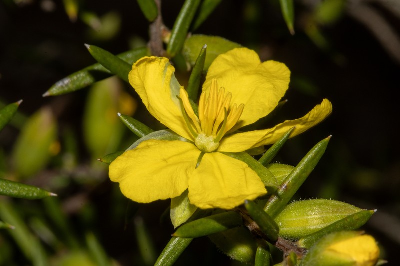 Hibbertia pustulifolia photo 3