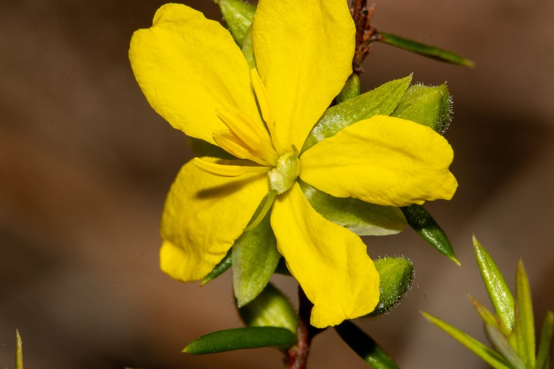 Hibbertia pustulifolia photo 4