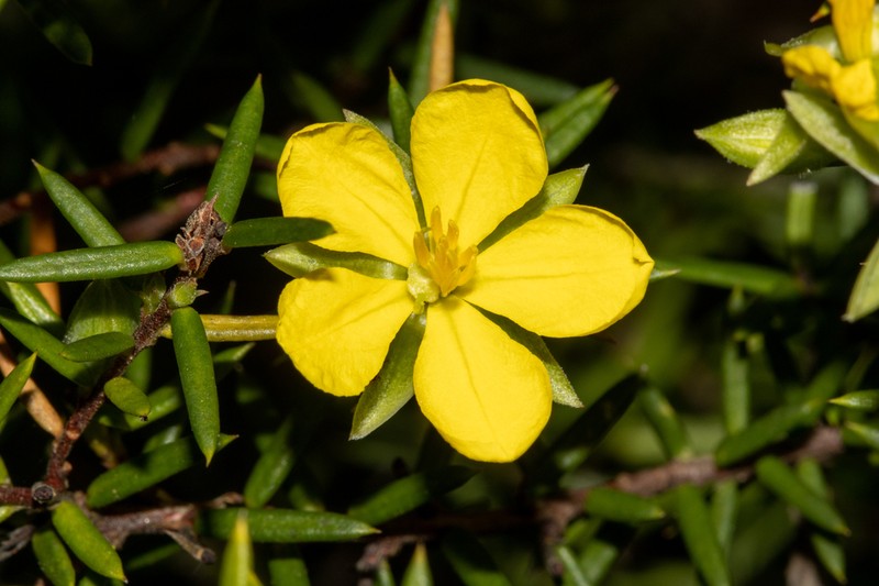 Hibbertia pustulifolia photo 5