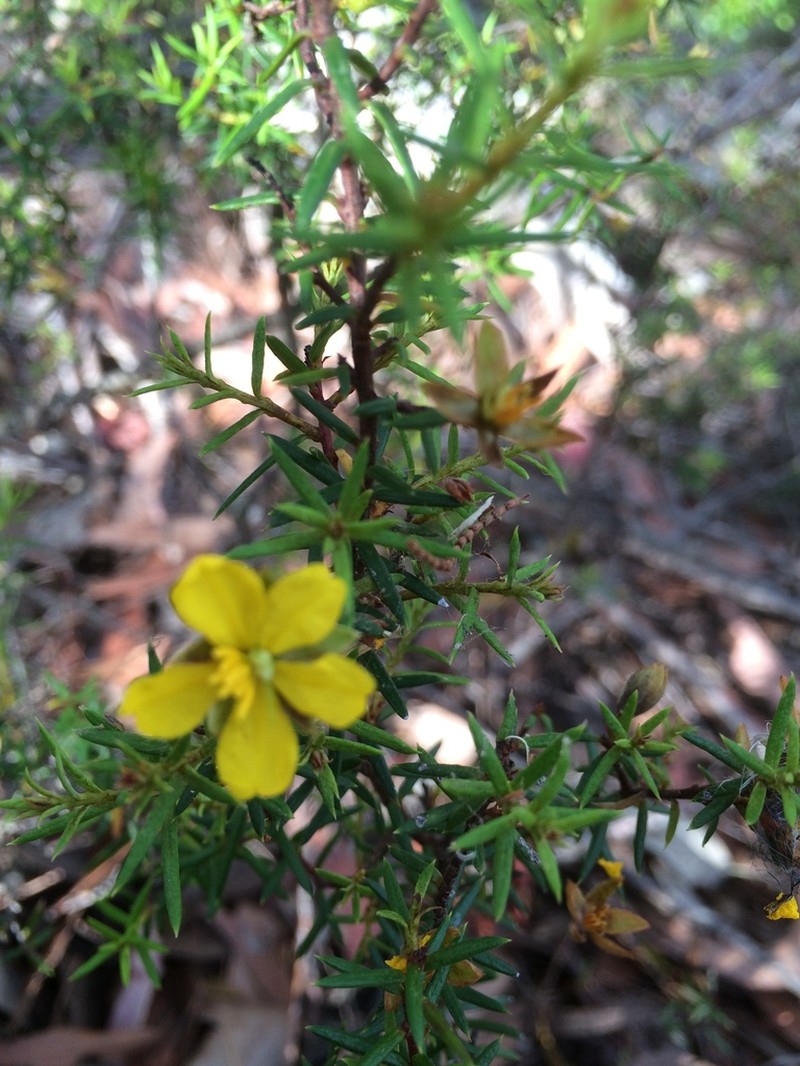 Hibbertia pustulifolia photo 6