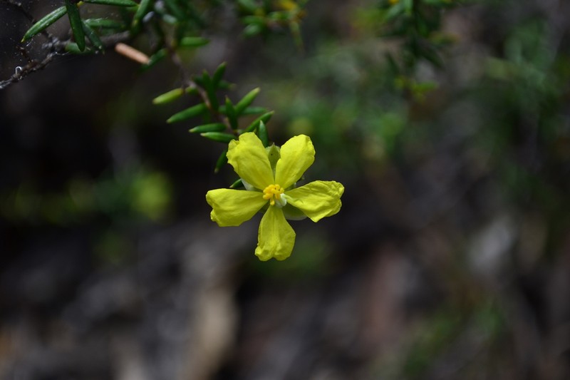 Hibbertia pustulifolia photo 7